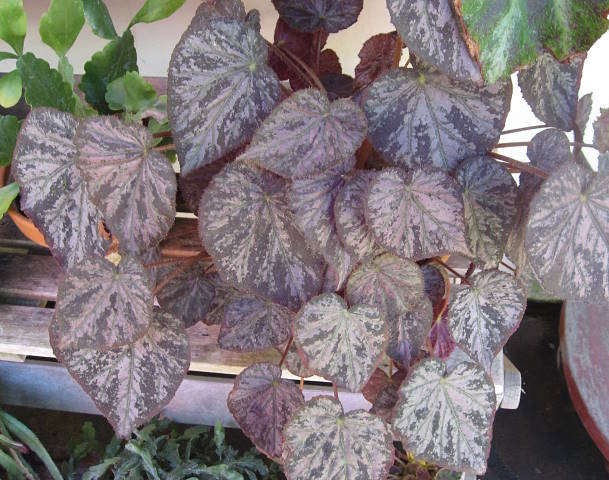 B. ‘Morning Mist’
